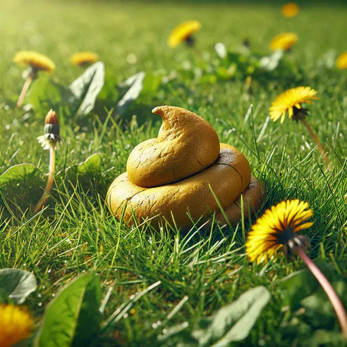 Yellow dog poop: What does it mean?