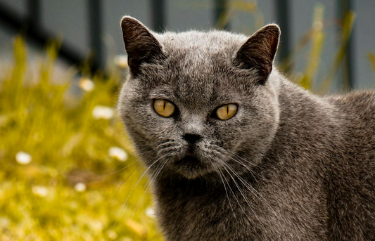 Grey cat breeds