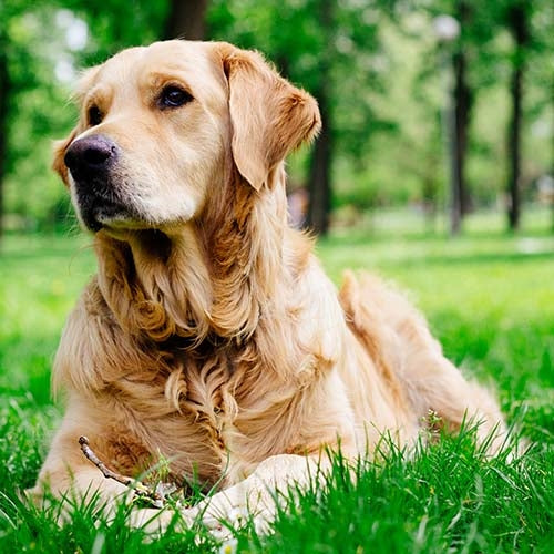 Do Golden Retrievers shed? Ways to reduce shedding:
