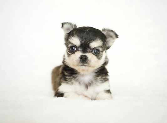 Mexican Dog Names