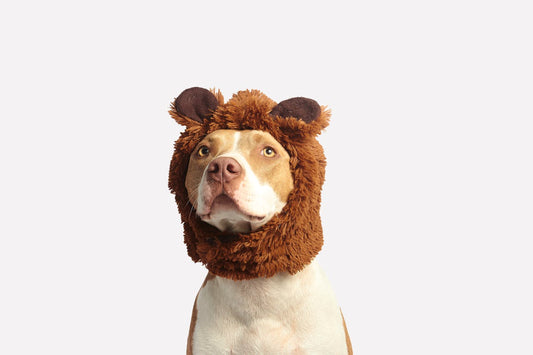 Dog Costume Ideas