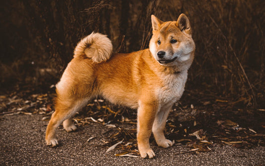 Japanese dog names
