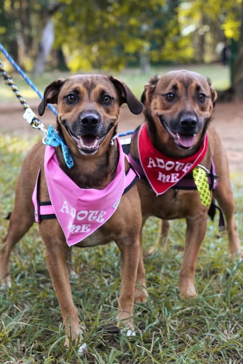 Two rescue dogs in matching pink bandanas smiling in the grass