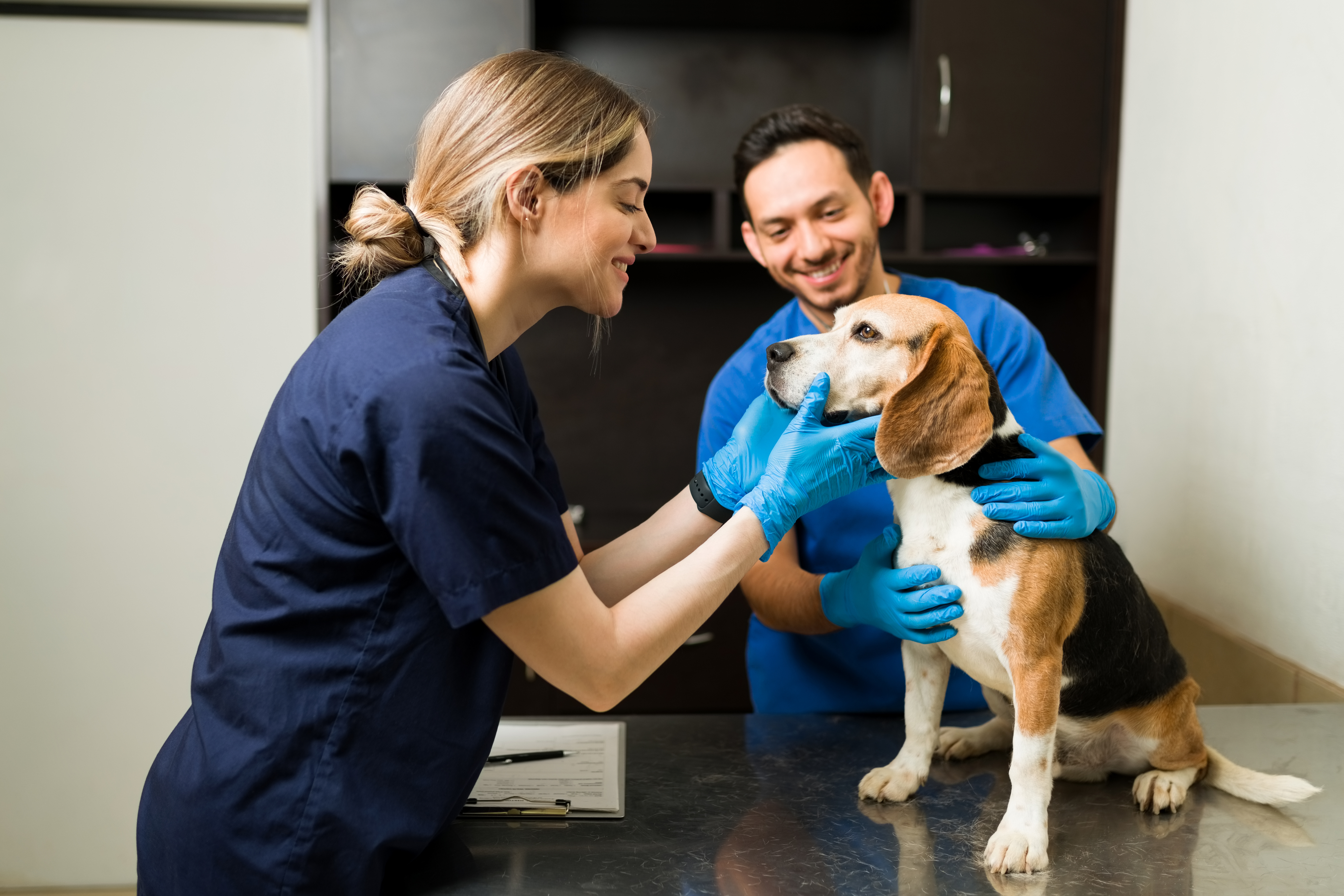 Veterinary team using Everfur during an exam