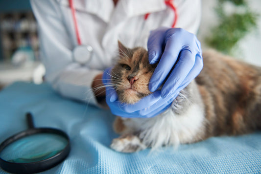 Tooth Pathology In Cats