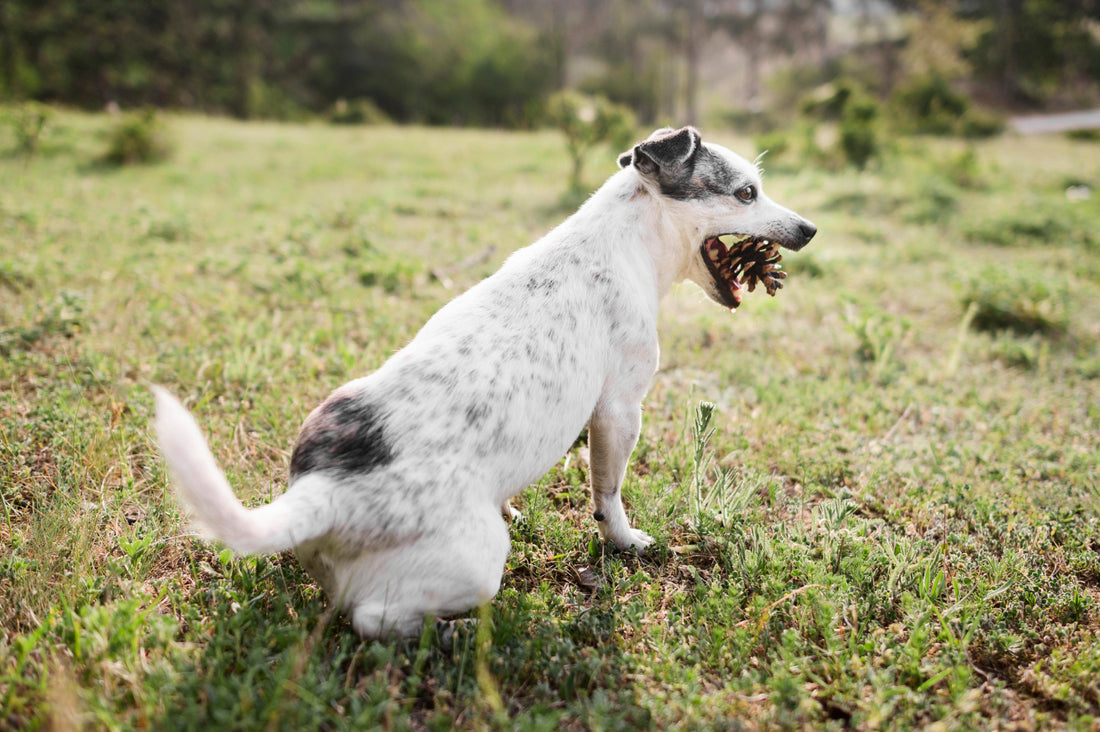 how to train a dog to bark at intruders