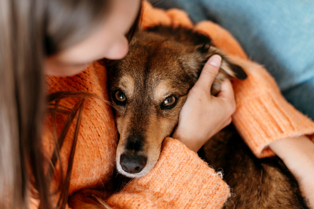 Anxiety in Dogs: Top Nutrients to Combat It