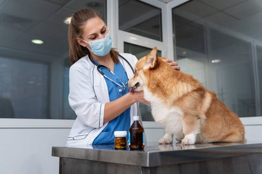 The Ultimate Guide to Elevating Pet Health with Supplements!