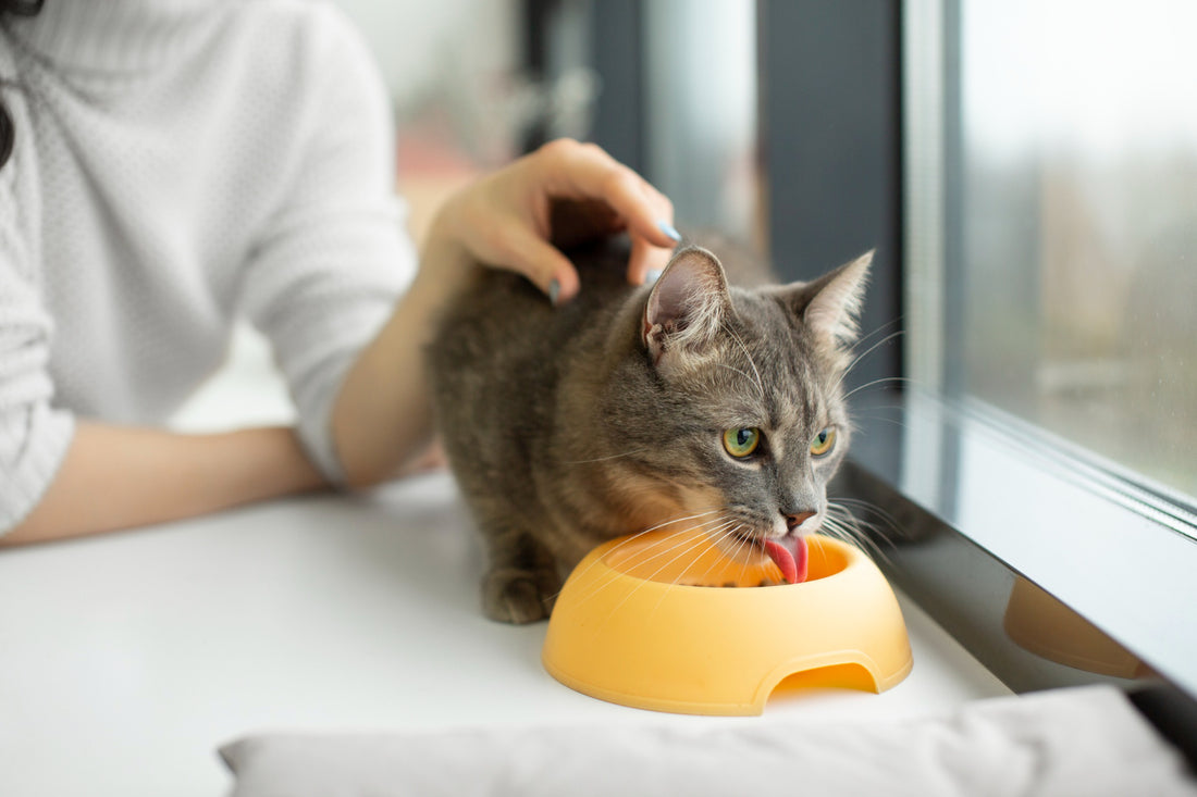 Liver in cats with specific emphasis on relationship to vitamin/mineral/supplement/diet