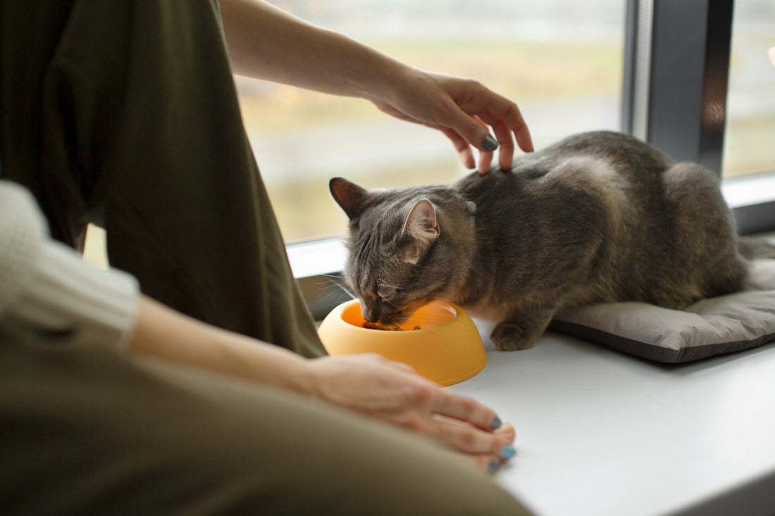 Pancreatitis in Cats: Nurturing Feline Wellness through Nutrition