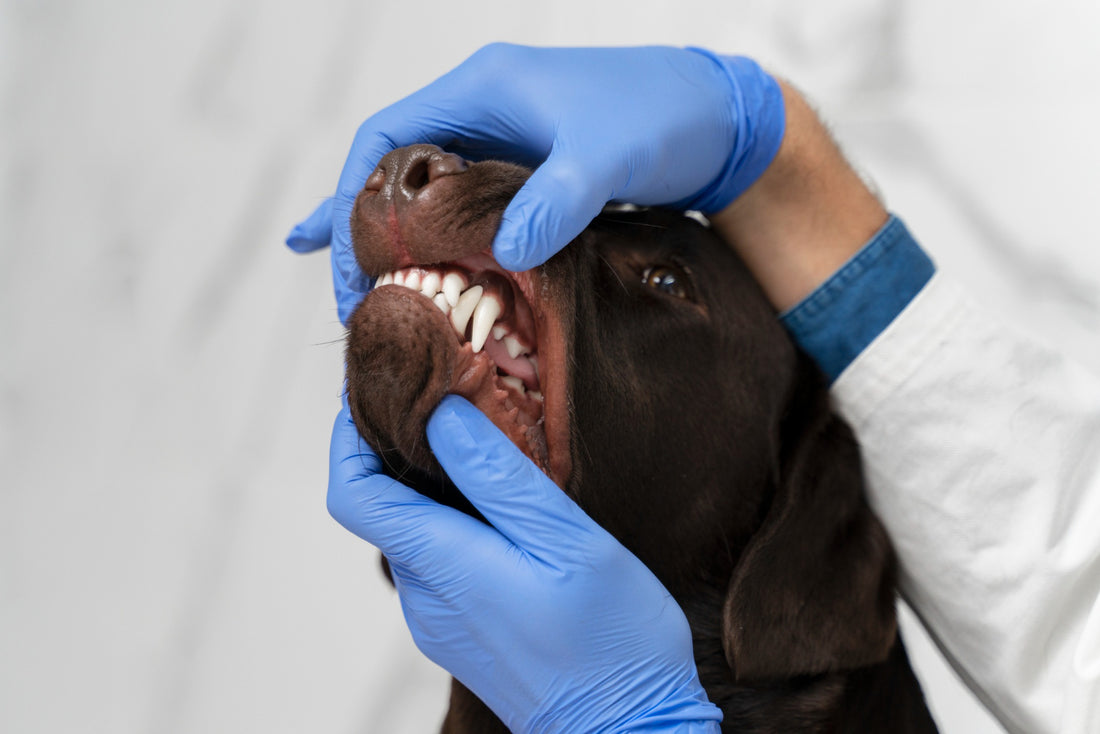 Dental Disorders in Dogs: Vitamins & Diet Essentials