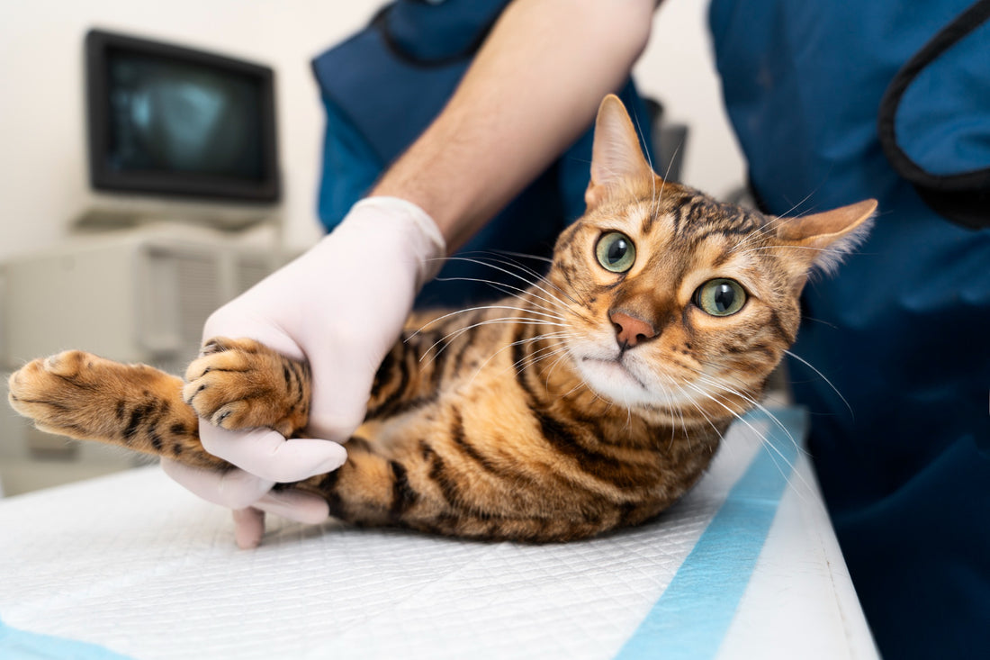 Urinary Tract Infections in Cats