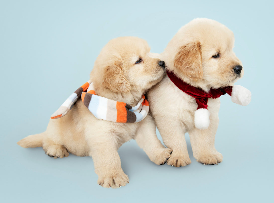 New Puppy Checklist: Preparing For Your New Friend