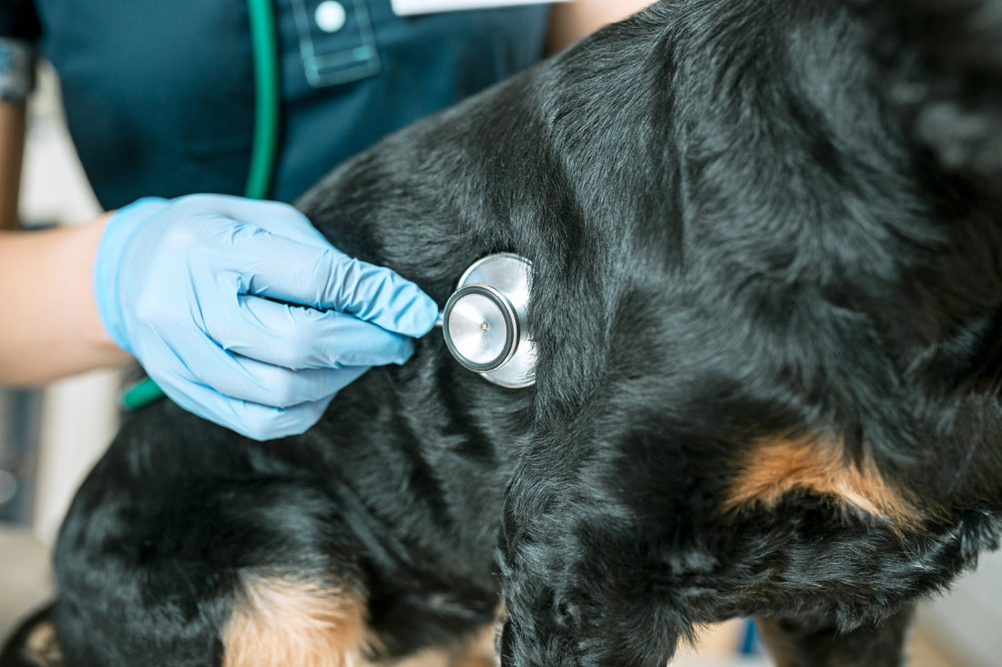 Understanding the Link Between Nutrients and Chronic Kidney Disease (CKD) in Dogs