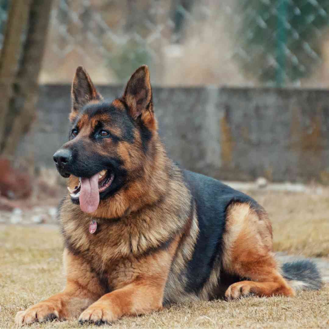 German shepherd dog breed guide