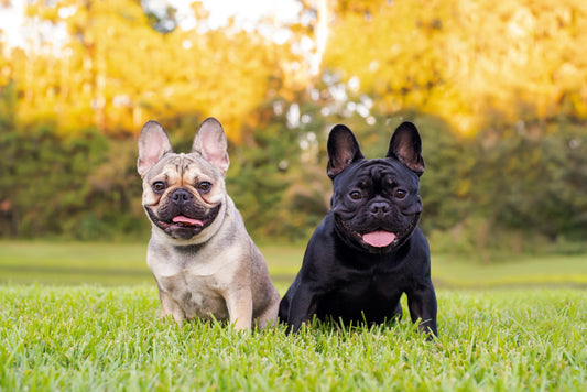 French bulldog dog breed guide: