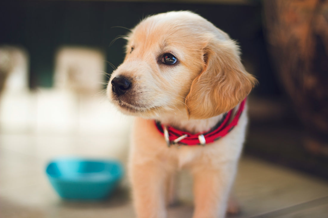 39 CUTE DOG NAMES FOR YOUR NEW PUPPY