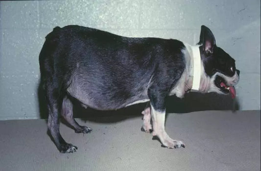 Cushing's syndrome: How does it affect a dog's back leg?