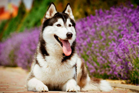 How long do Huskies live?