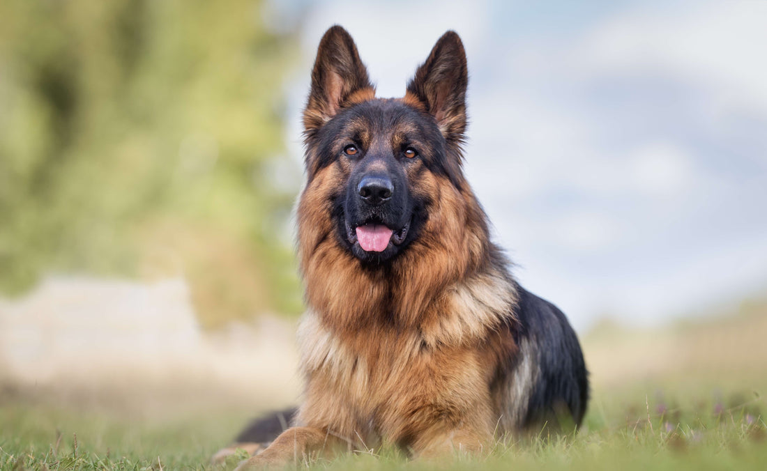 How long do German shepherds live?