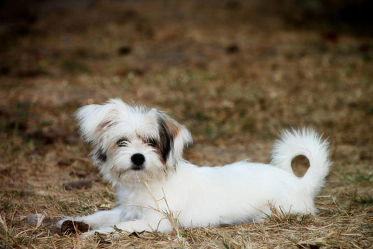 13 UNIQUE AND MOST POPULAR WHITE DOG NAMES