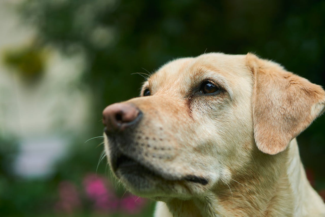 How long do labs live?