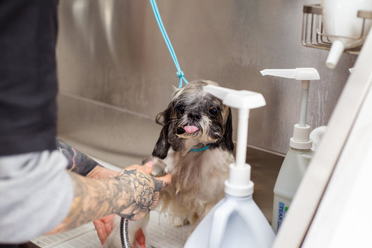 How Often Should You Bathe Your Dog?