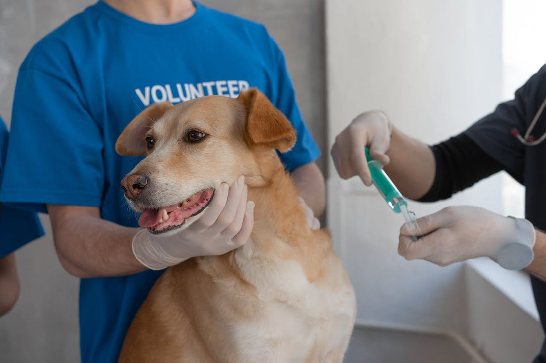 Pet Health Tests