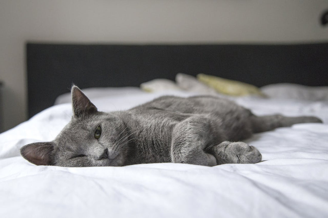 Hyperthyroidism in Cats