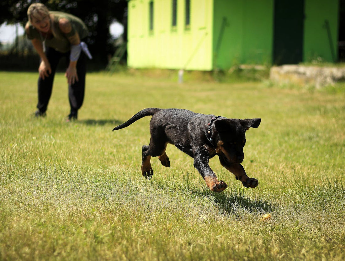 How To Crate Train Your Puppy In just 3 Days?