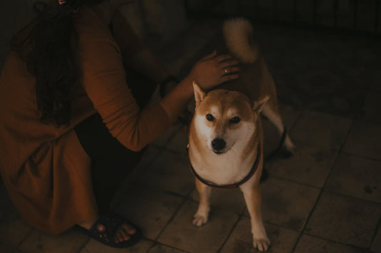 My dog keeps moving around and can't get comfortable