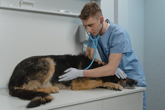 HYPOTHYROIDISM IN DOGS: CAUSES, SYMPTOMS AND MORE