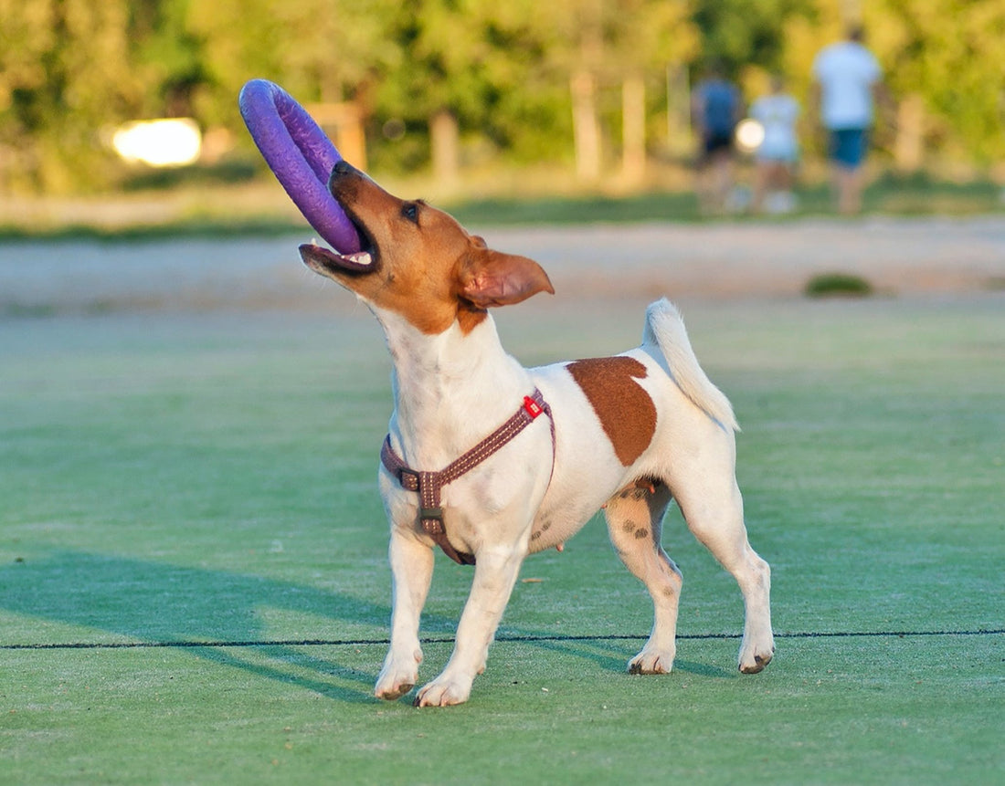 Pawsitively Fit: Unleash the Fun with These Dog Toys for a Healthier, Happier Hound!